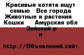 Красивые котята ищут семью - Все города Животные и растения » Кошки   . Амурская обл.,Зейский р-н